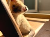 Siyam kedisi 6 tane kirik kulak dik kulak