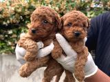 A Kailte Poodle  Yavrular