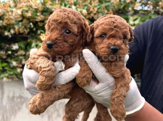 A Kailte Poodle  Yavrular görsel