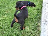 Efsane Kalitede Doberman Yavruları