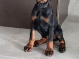 Nevada Cafe Süs Köpekleri̇ne Benzemez