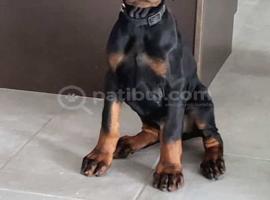 Nevada Cafe Süs Köpekleri̇ne Benzemez görsel