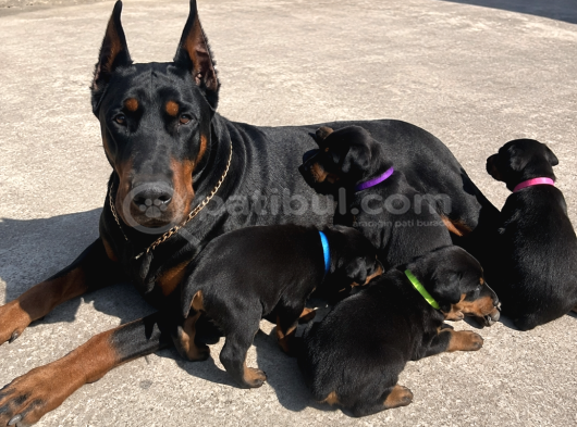 Efsane Kalitede Doberman Yavruları görsel