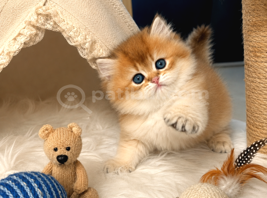 Aslan Yeleli Özel Renk Golden Ny12 British Longhair görsel