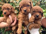 A Kailte Poodle  Yavrular