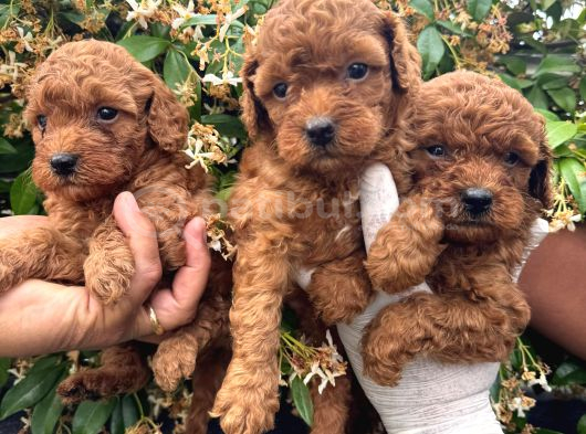 A Kailte Poodle  Yavrular görsel