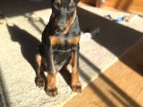 Nevada Cafe Süs Köpekleri̇ne Benzemez