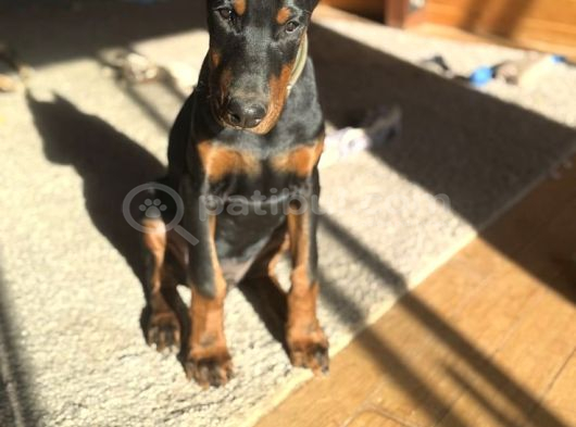 Nevada Cafe Süs Köpekleri̇ne Benzemez görsel