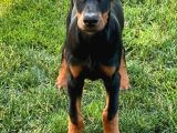 Nevada Cafe Süs Köpekleri̇ne Benzemez