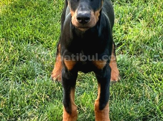 Nevada Cafe Süs Köpekleri̇ne Benzemez görsel