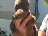 A Kalite Kızıl Kink Doberman