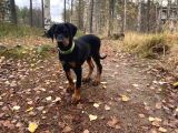 Nevada Cafe Süs Köpekleri̇ne Benzemez