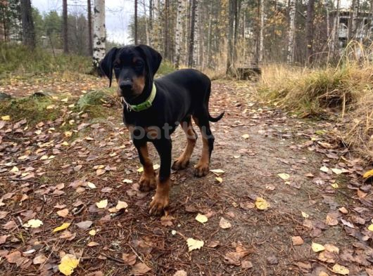 NEVADA CAFE SÜS KÖPEKLERİNE BENZEMEZ
