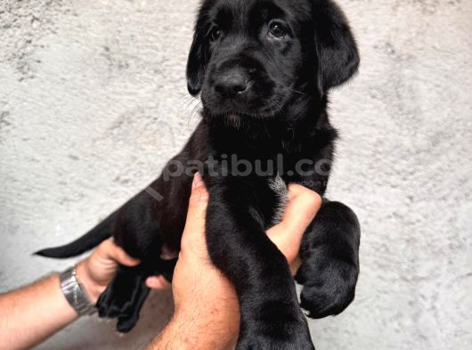 A Kalite Labrador Yavrular