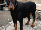 Efsane Kalitede Doberman Yavruları