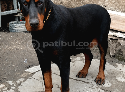Efsane Kalitede Doberman Yavruları görsel