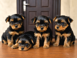 0 boy Yorkie Bebekler