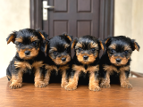 0 Boy Yorkie Bebekler