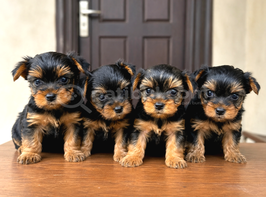 0 Boy Yorkie Bebekler görsel