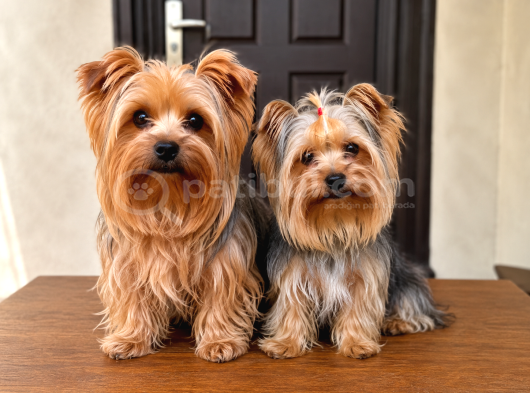 0 Boy Yorkie Bebekler görsel
