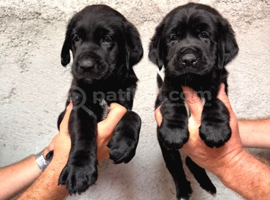 A Kalite Labrador Yavrular görsel