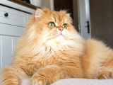 Aslan Yeleli Özel Renk Golden Ny12 British Longhair