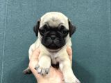 SAFKAN SİMİT KUYRUK KREM RENK PUG BEBEKLER