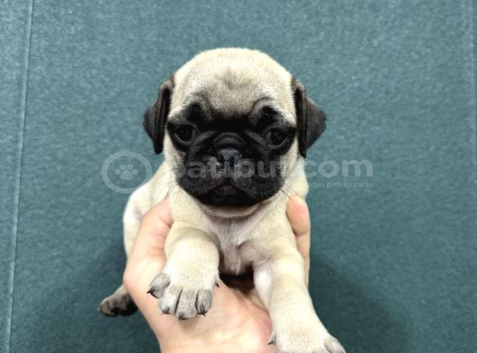 Safkan Si̇mi̇t Kuyruk Krem Renk Pug Bebekler