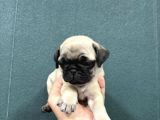 Safkan Si̇mi̇t Kuyruk Krem Renk Pug Bebekler
