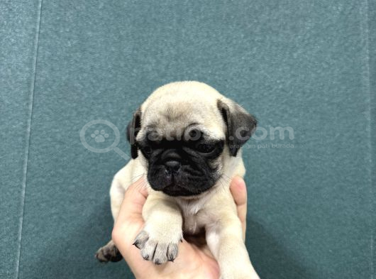 Safkan Si̇mi̇t Kuyruk Krem Renk Pug Bebekler görsel