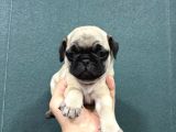 Safkan Si̇mi̇t Kuyruk Krem Renk Pug Bebekler