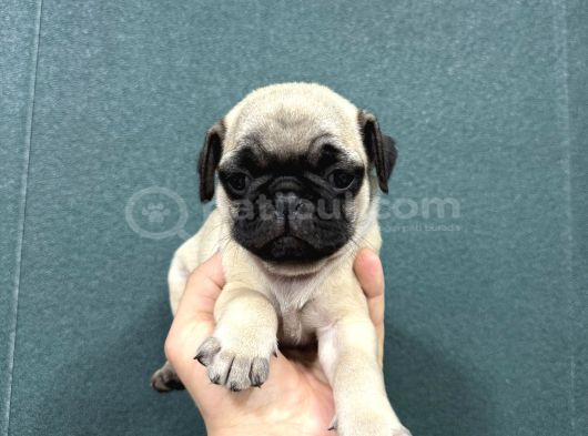 Safkan Si̇mi̇t Kuyruk Krem Renk Pug Bebekler görsel
