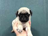 Safkan Si̇mi̇t Kuyruk Krem Renk Pug Bebekler