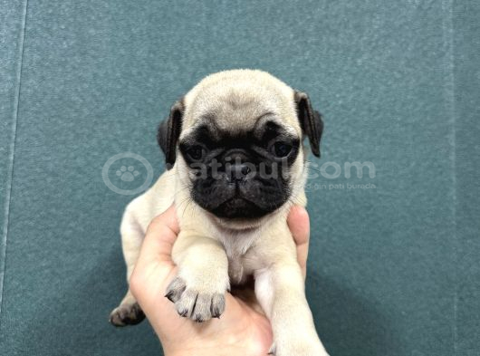 Safkan Si̇mi̇t Kuyruk Krem Renk Pug Bebekler görsel
