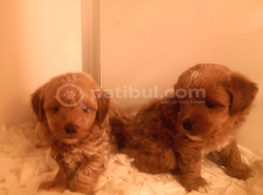 Ev Üretimi A Kalite Maltipoo Bebekler görsel