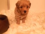 Ev Üretimi A Kalite Maltipoo Bebekler