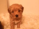 Ev Üretimi A Kalite Maltipoo Bebekler