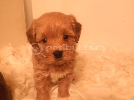 Ev Üretimi A Kalite Maltipoo Bebekler görsel