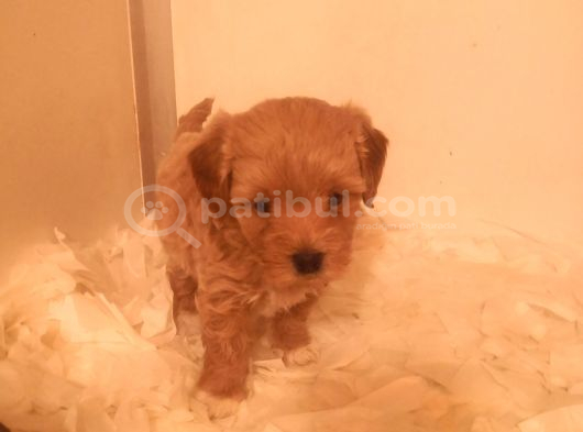 Ev Üretimi A Kalite Maltipoo Bebekler görsel