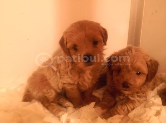 Ev üretimi A kalite maltipoo bebekler
