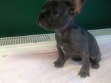Anatomi Harikası Blue French Bulldog Yavrularımız