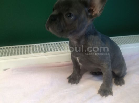 Anatomi Harikası Blue French Bulldog Yavrularımız görsel