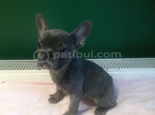 Anatomi Harikası Blue French Bulldog Yavrularımız görsel