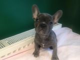 Anatomi Harikası Blue French Bulldog Yavrularımız