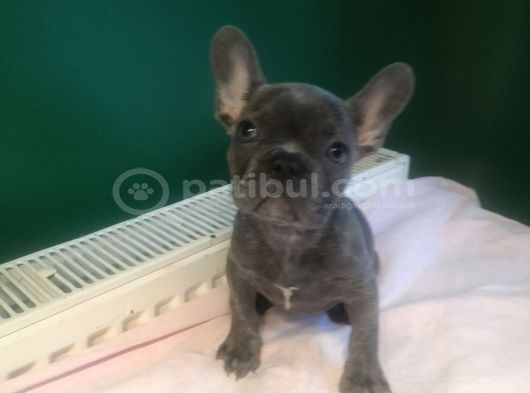Anatomi harikası blue french bulldog yavrularımız