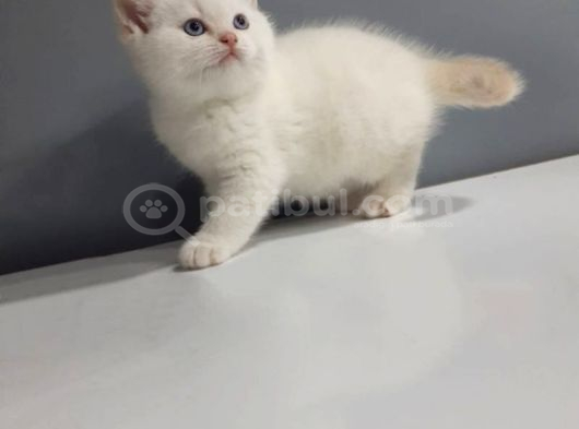 Show Kali̇te Bebekler görsel