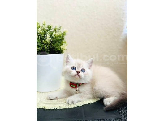 Show Kali̇te Bebekler görsel