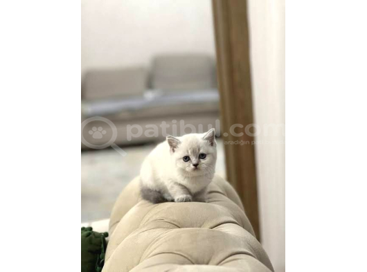 Show Kali̇te Bebekler görsel