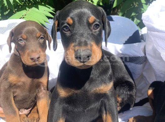 Efsane Doberman Yabrular görsel