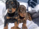 Efsane Doberman Yabrular